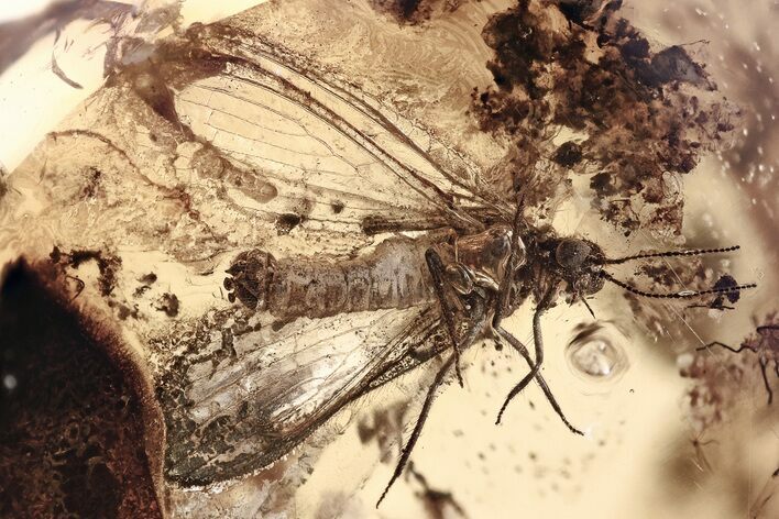 Detailed Fossil Lacewing (Nevrorthidae) In Baltic Amber #307373